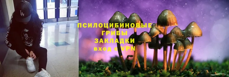 Галлюциногенные грибы Psilocybe  купить наркоту  Шумерля 